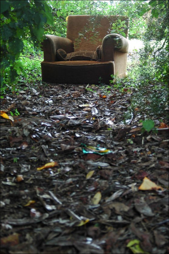down in cosy woods